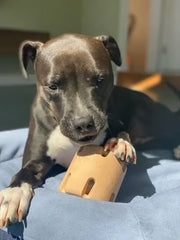 Tennis Tumble — Interactive Dog Puzzle Toy
