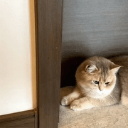 🐱 Cat Corner Self-Groomer — Wall-Mount Massage Brush with Catnip Compartment