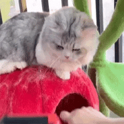 🐾 Pet Hair Roller — Reusable Lint Remover