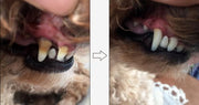 🦷 Pet Teeth Repair Pen Kit — 2-Step Natural Dental Care for Dogs & Cats